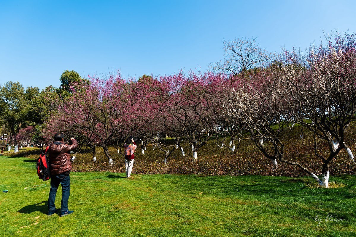 观梅胜地——杭州超山（4）