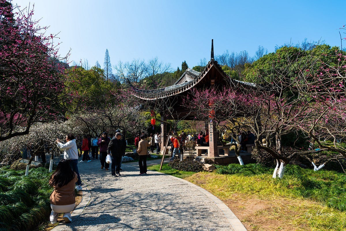 观梅胜地——杭州超山（4）