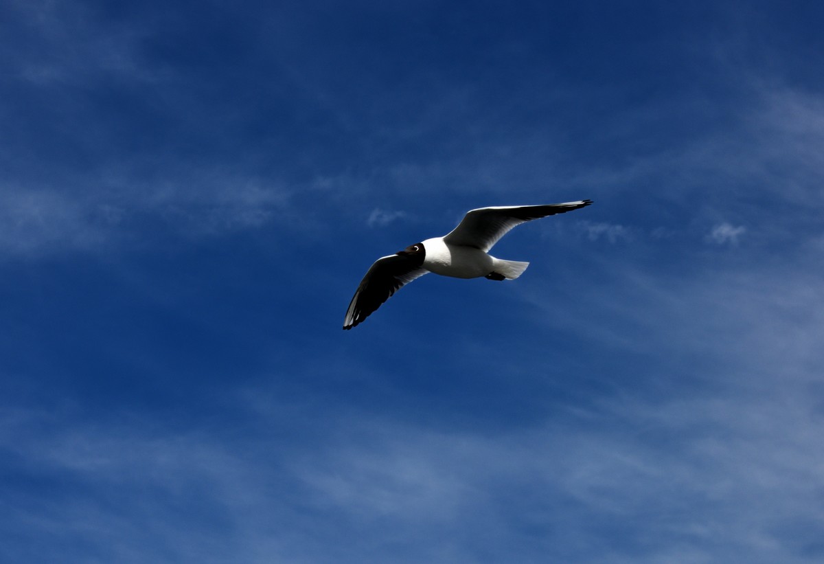 海埂大坝的海鸥【6】