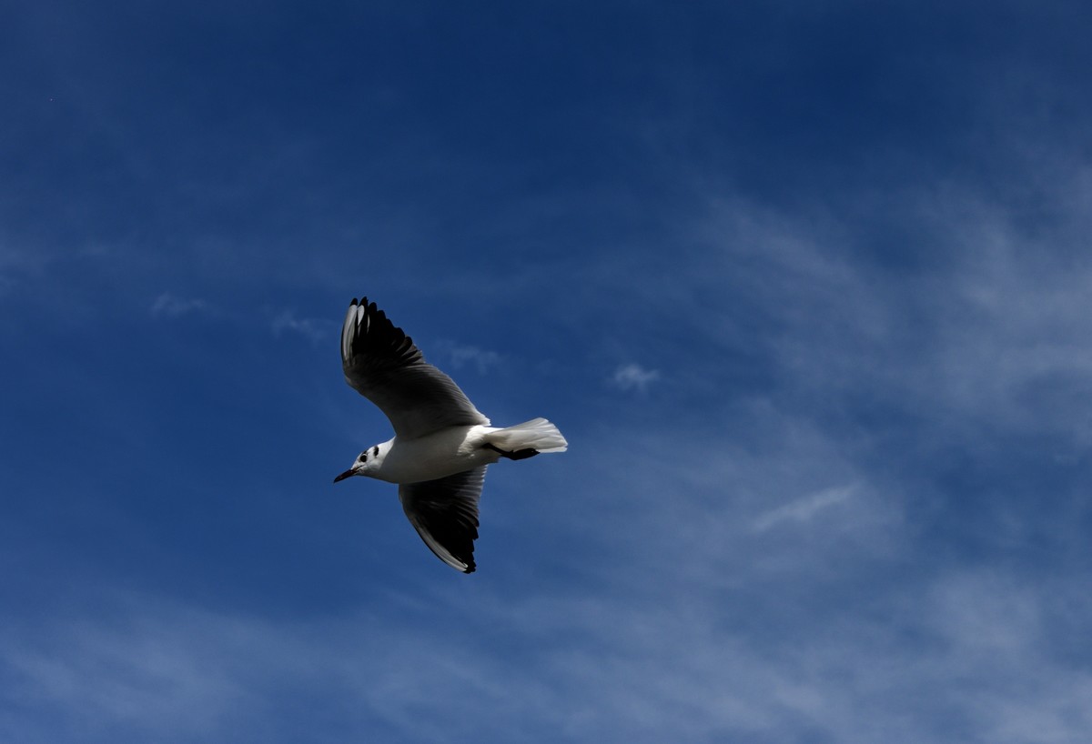 海埂大坝的海鸥【6】