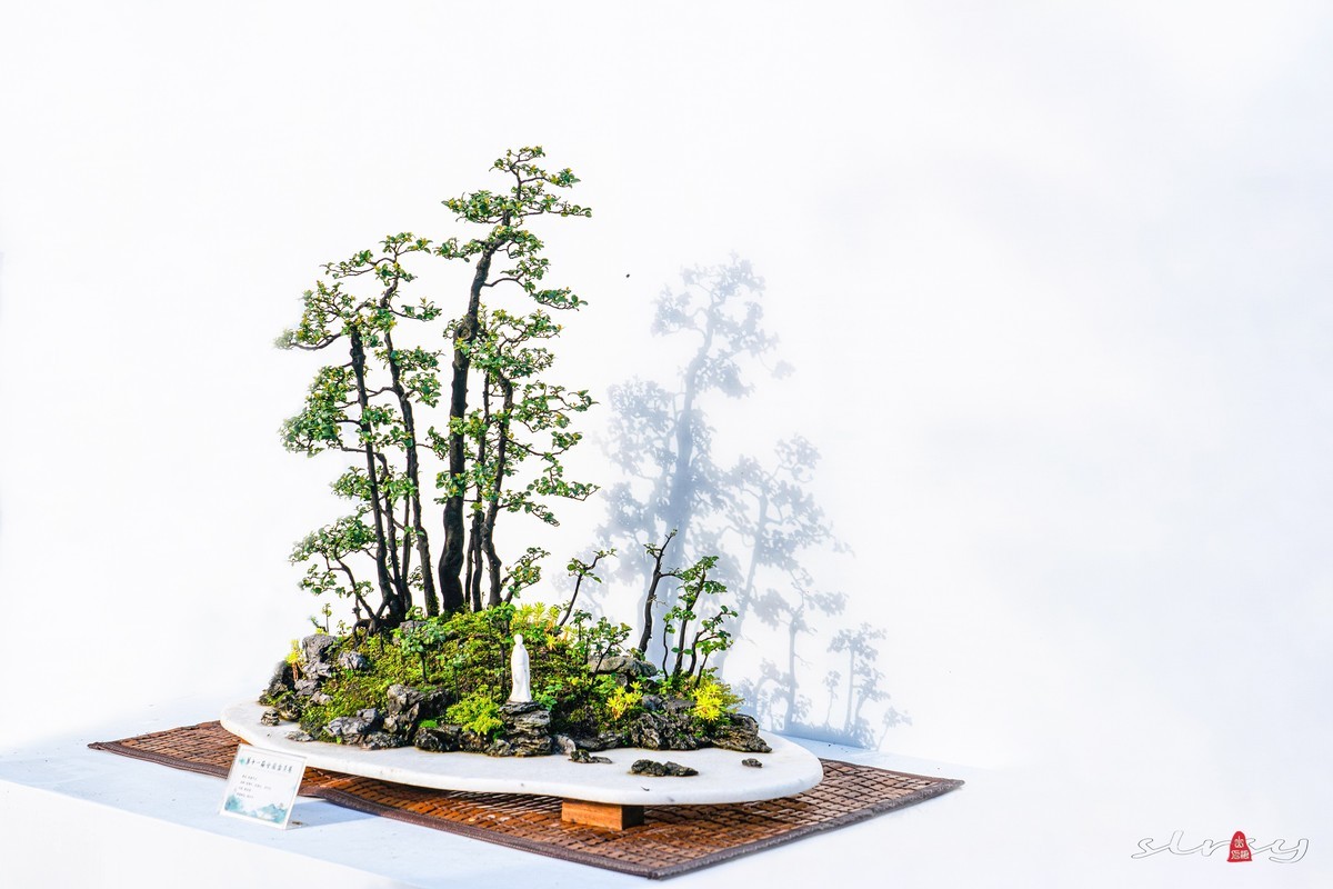 第十一届全国盆景展（三）树桩类（1）