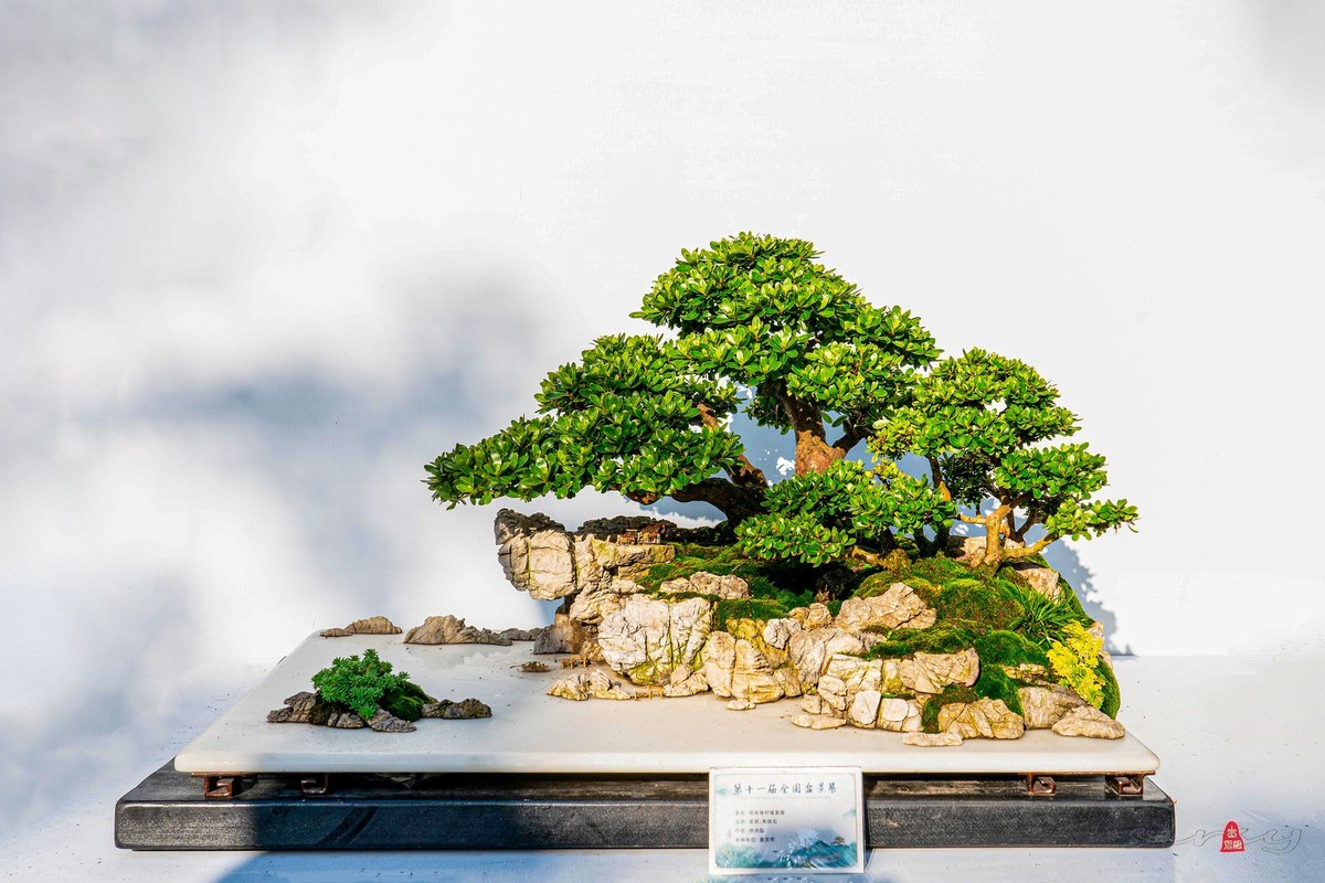 第十一届全国盆景展（三）树桩类（1）
