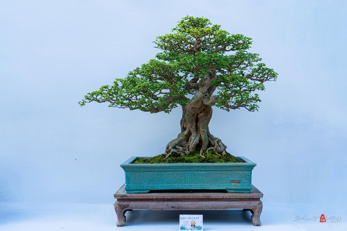 第十一届全国盆景展（三）树桩类（1）