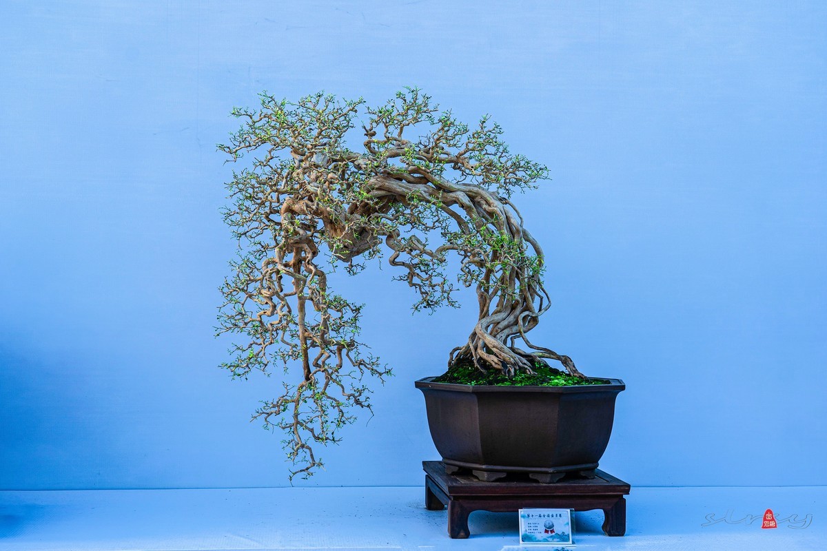 第十一届全国盆景展（三）树桩类（1）