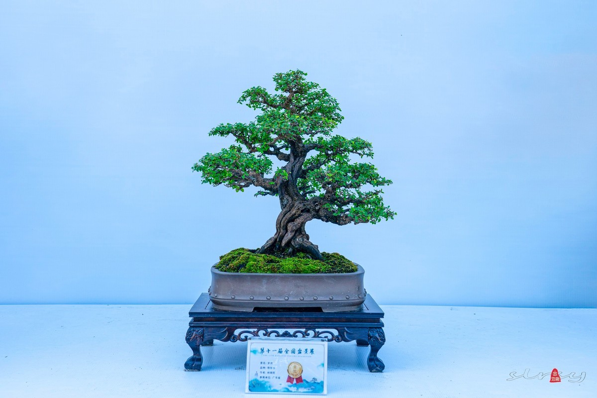 第十一届全国盆景展（三）树桩类（1）