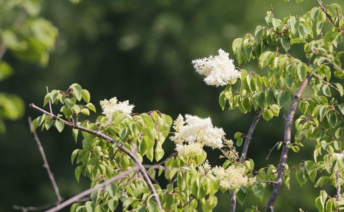 暴马丁香白似雪
