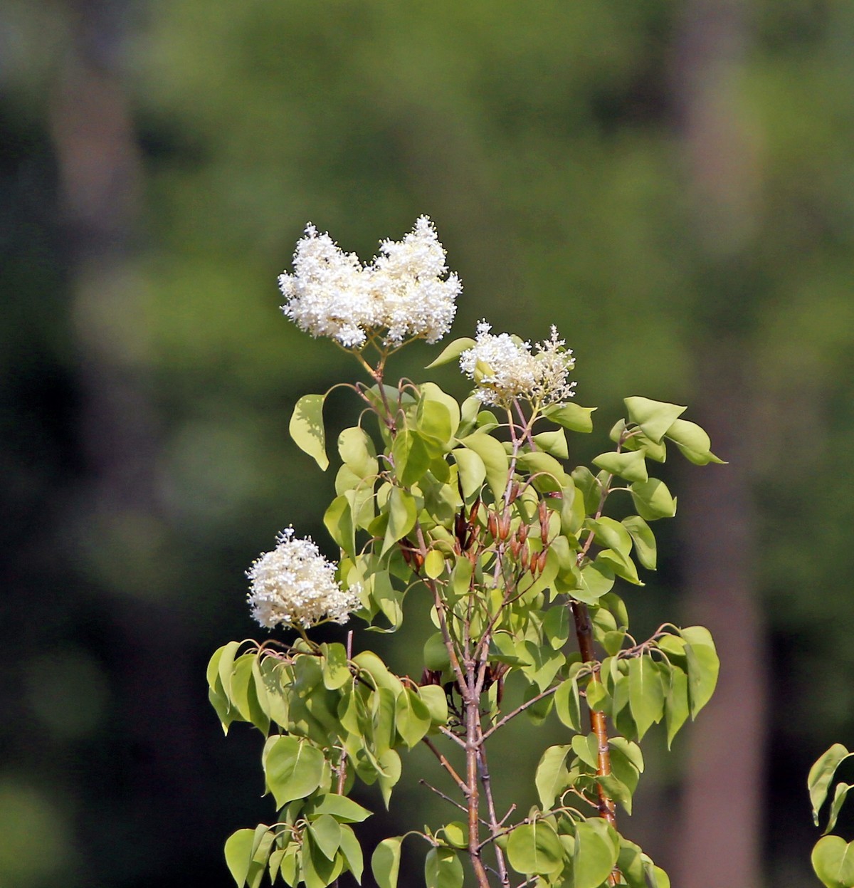 暴马丁香白似雪