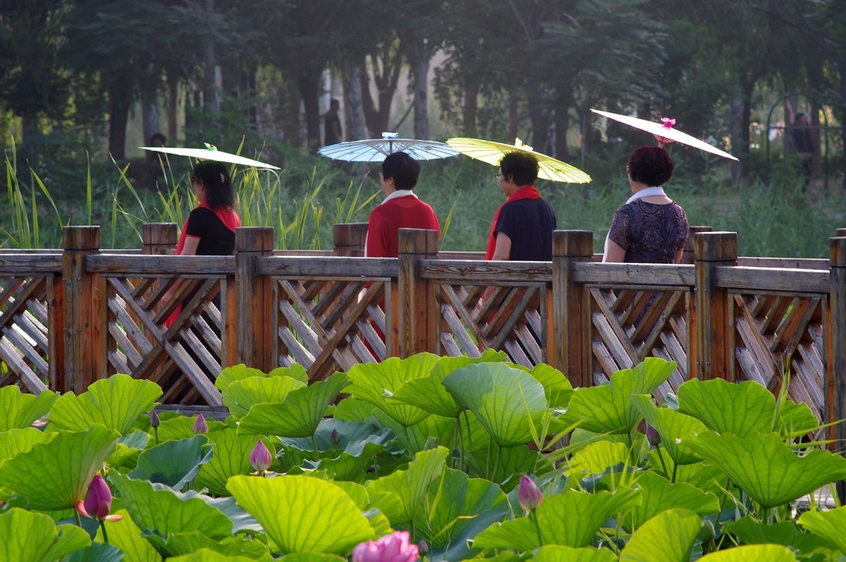 22年第十六帖荷花