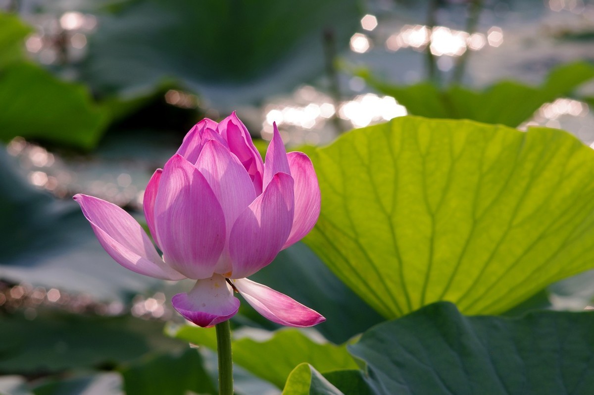 22年第十六帖荷花