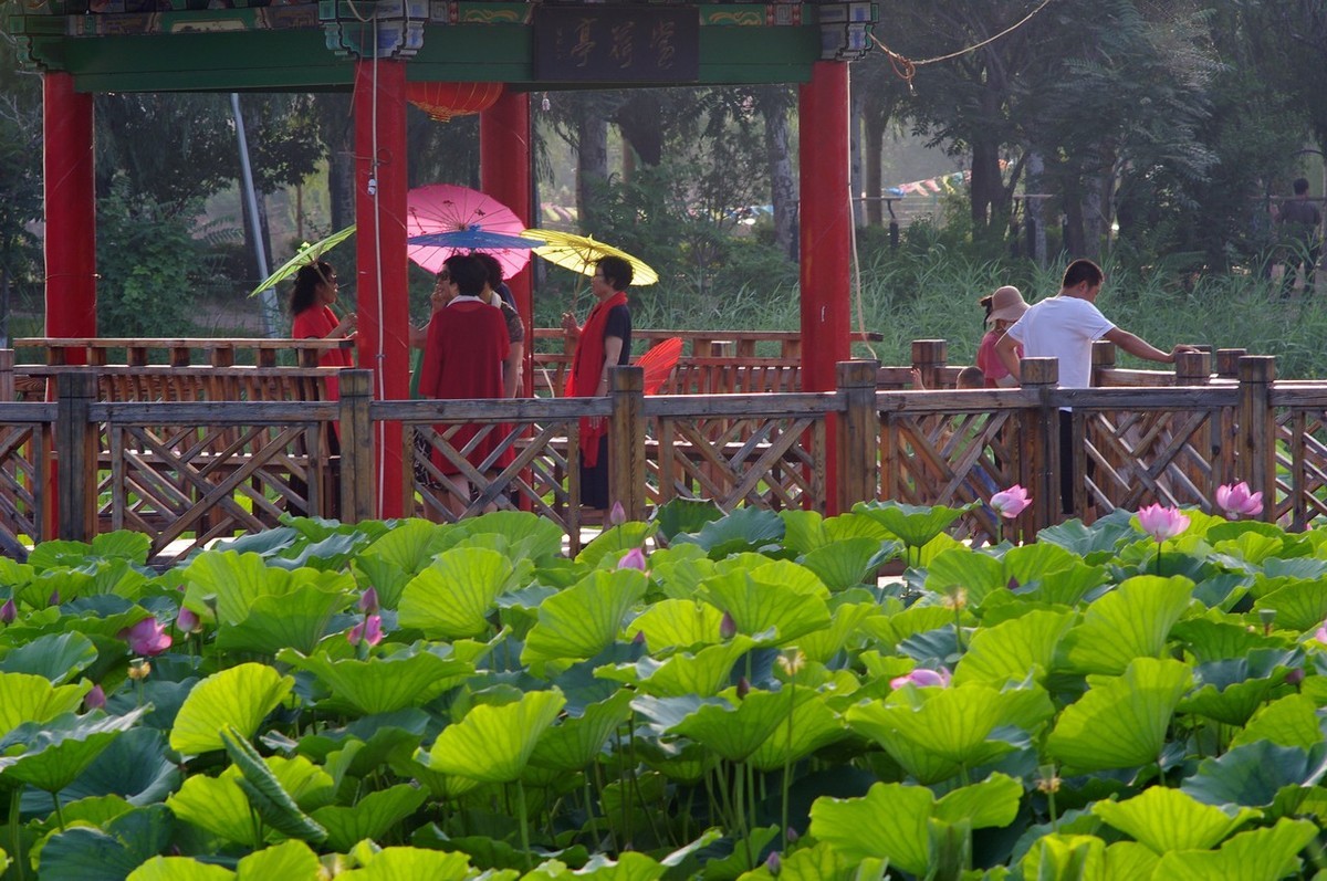 22年第十六帖荷花