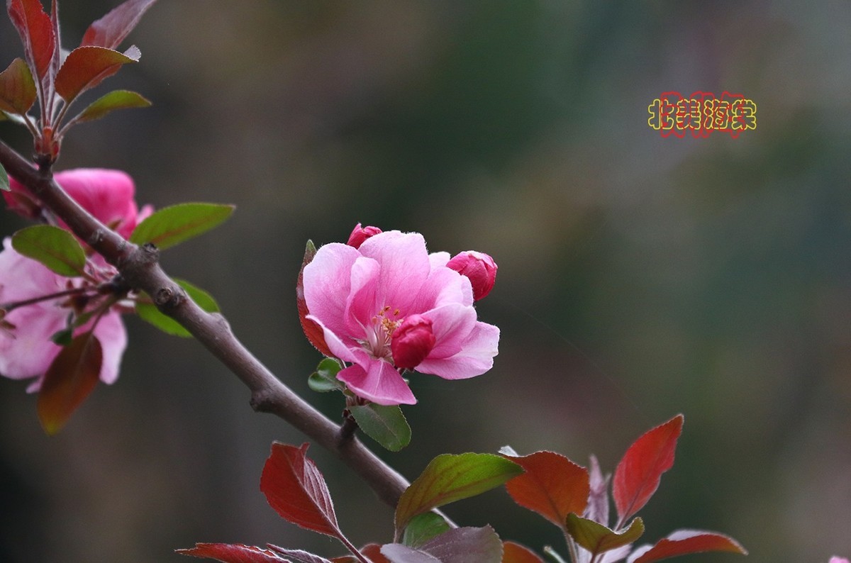 北美海棠 6【2023-0294】