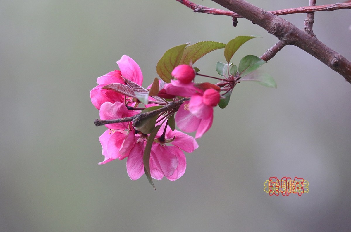 北美海棠 6【2023-0294】