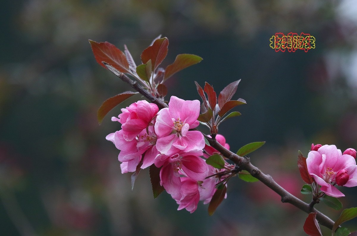 北美海棠 6【2023-0294】