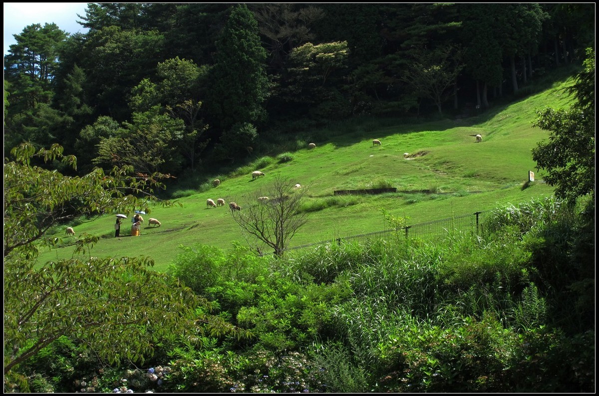 旅游随拍 神户 六甲山牧场