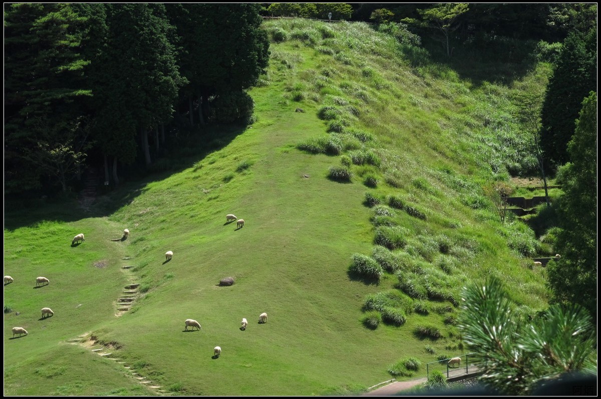 旅游随拍 神户 六甲山牧场