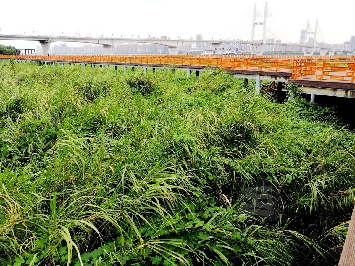 秋水芦浪——武汉随笔