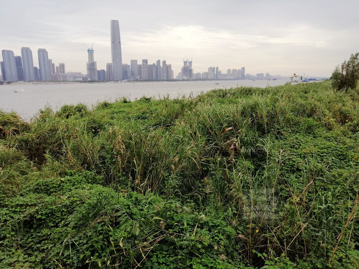 秋水芦浪——武汉随笔