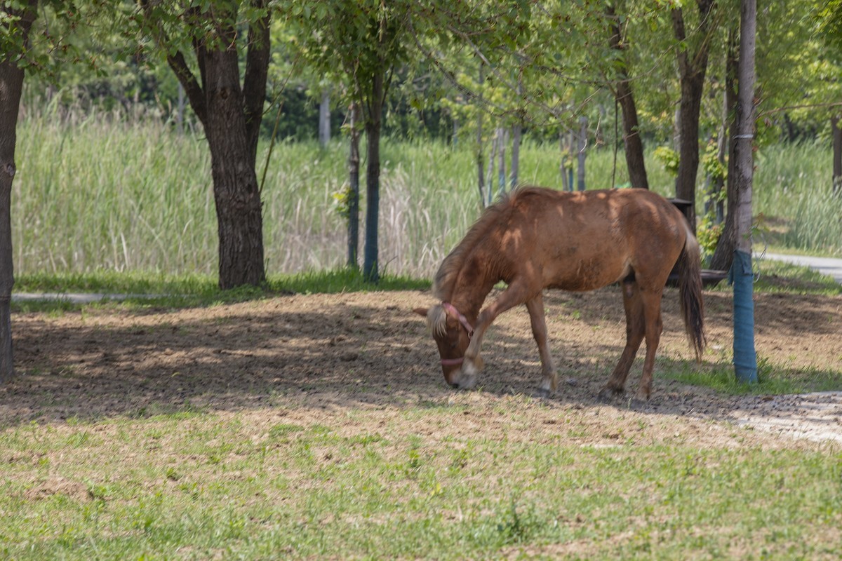 洪泽湖湿地公园3