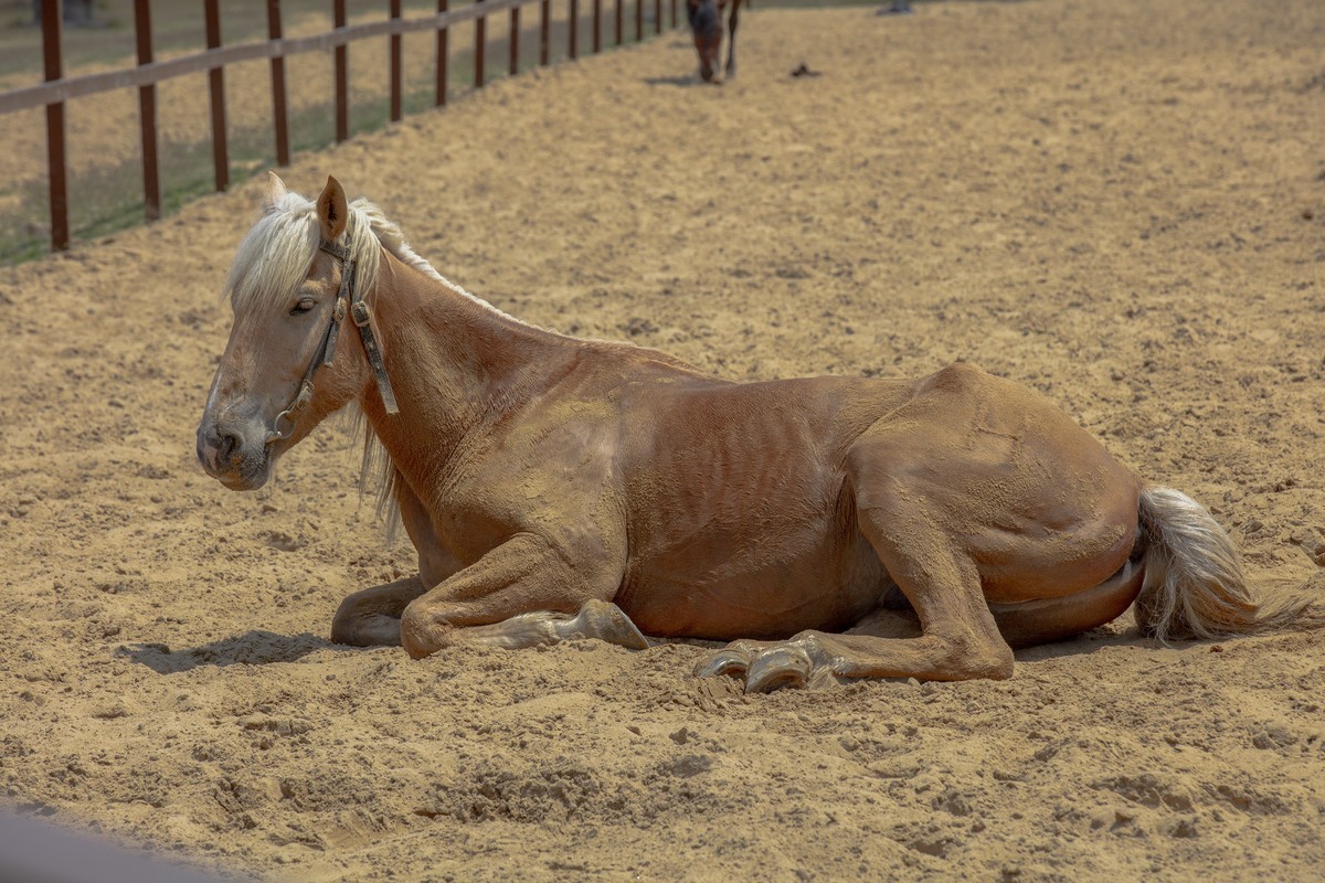 洪泽湖湿地公园3