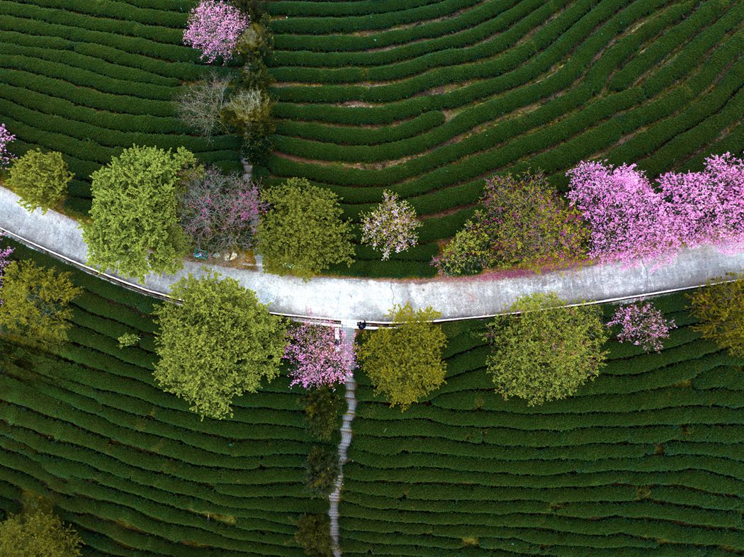 在那樱花盛开的地方。