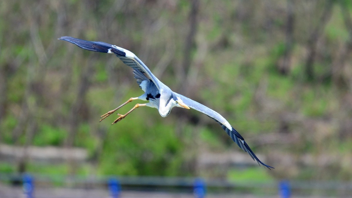 太子河 苍鹭 飞版