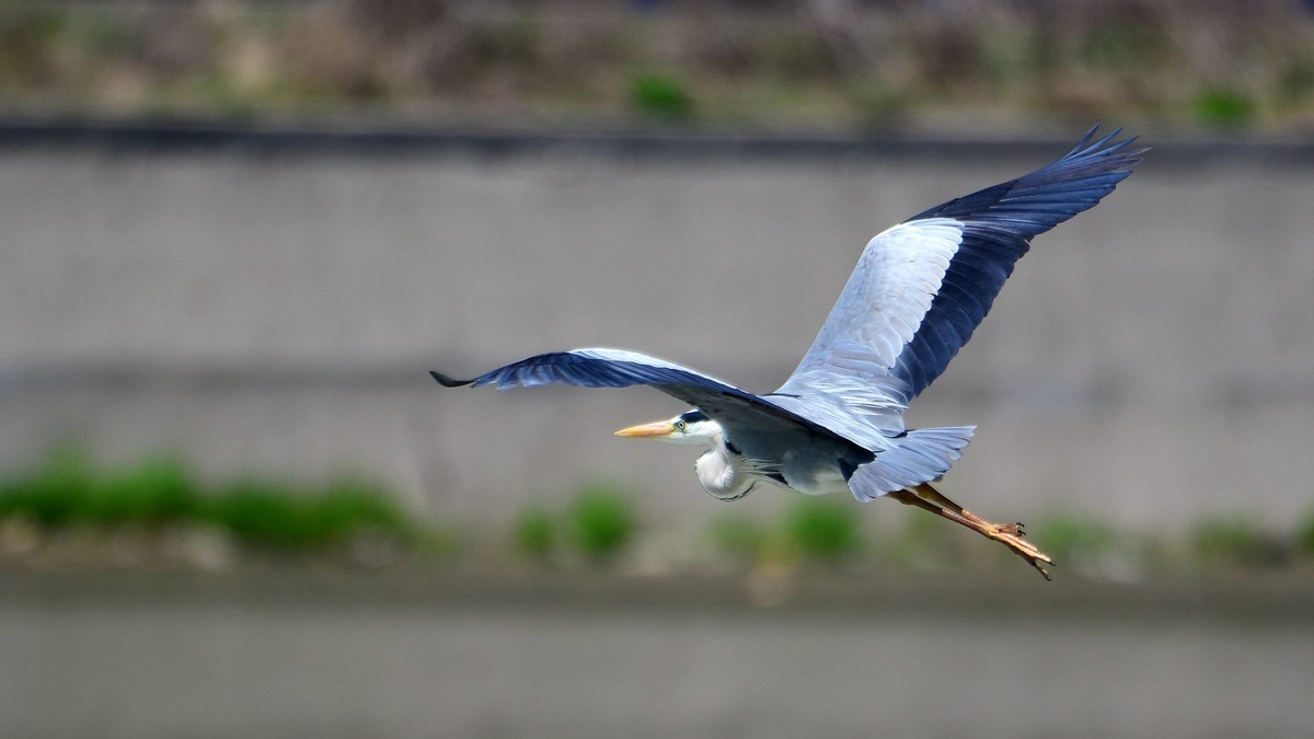 太子河 苍鹭 飞版