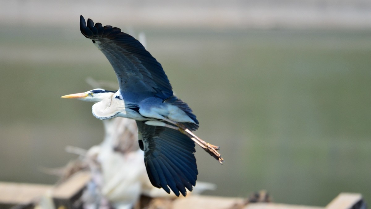 太子河 苍鹭 飞版
