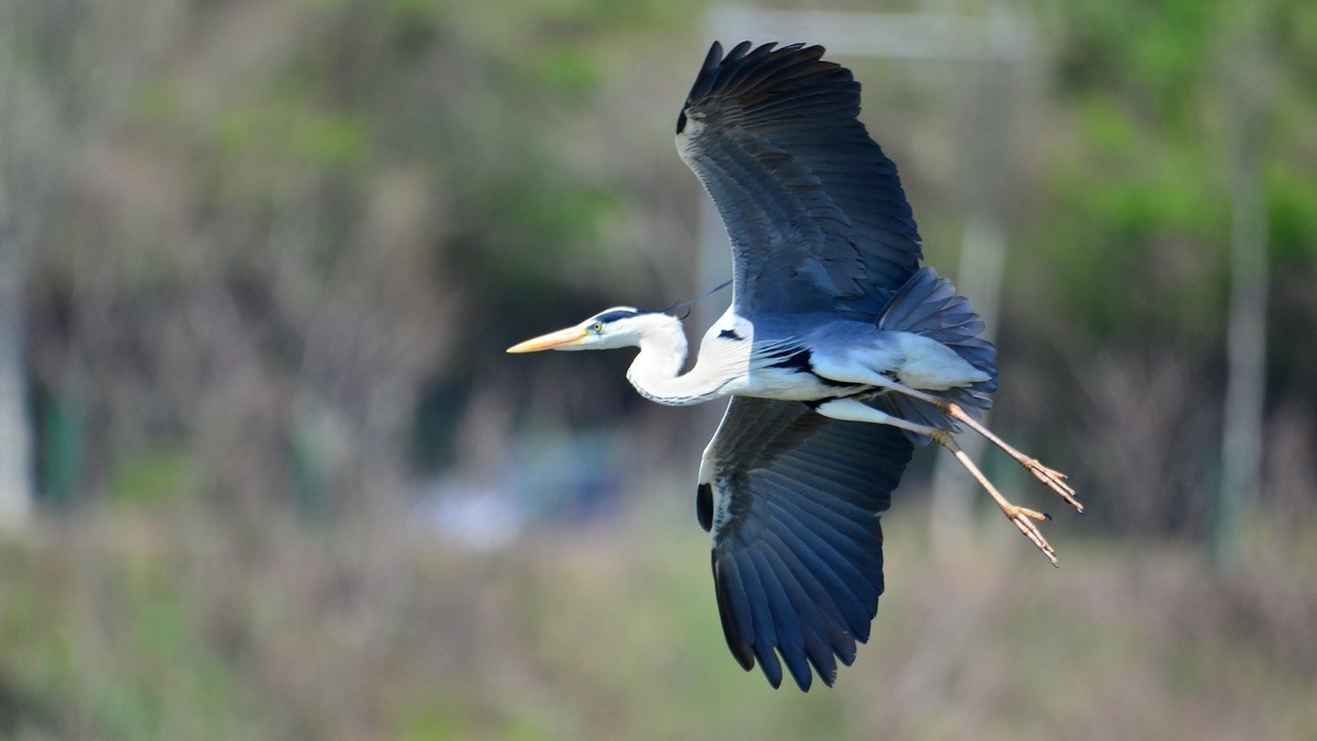 太子河 苍鹭 飞版