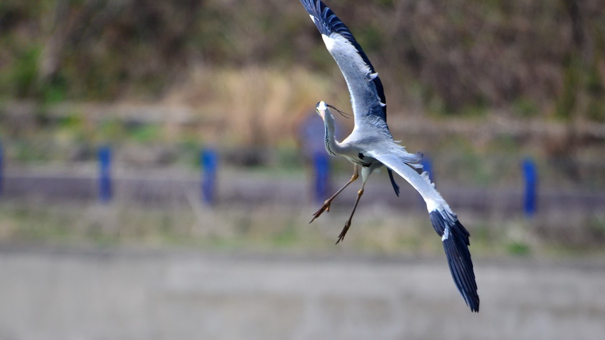 太子河 苍鹭 飞版