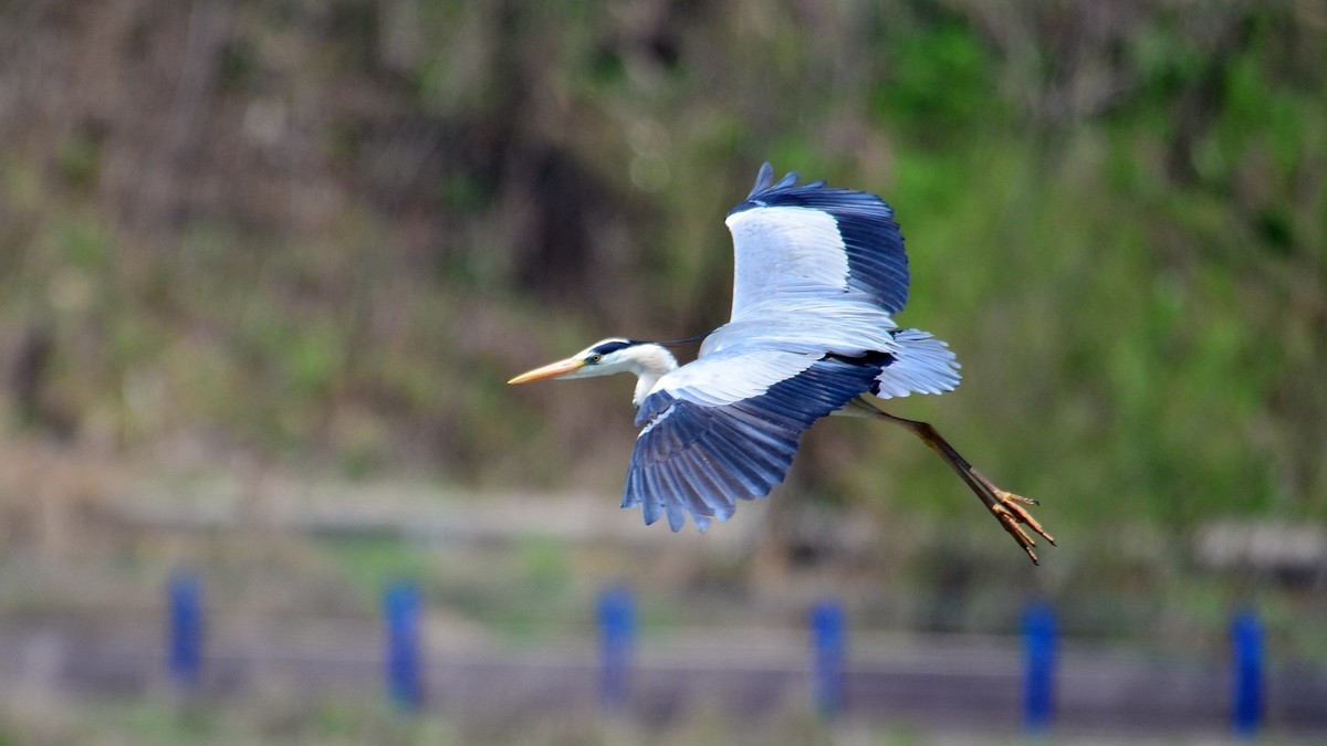 太子河 苍鹭 飞版