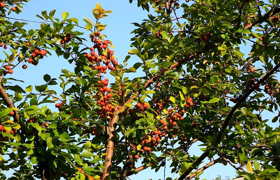 《不老松：纪实摄影》大美沧州系列報道：南川老街里还有个音乐喷泉花园！建筑风格有点