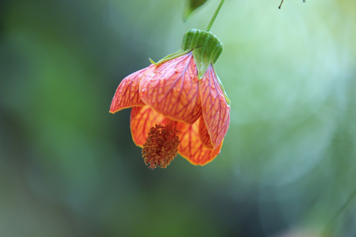 拍摄花卉一（391）