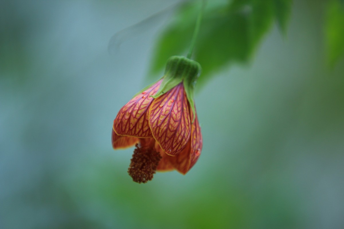 拍摄花卉一（391）