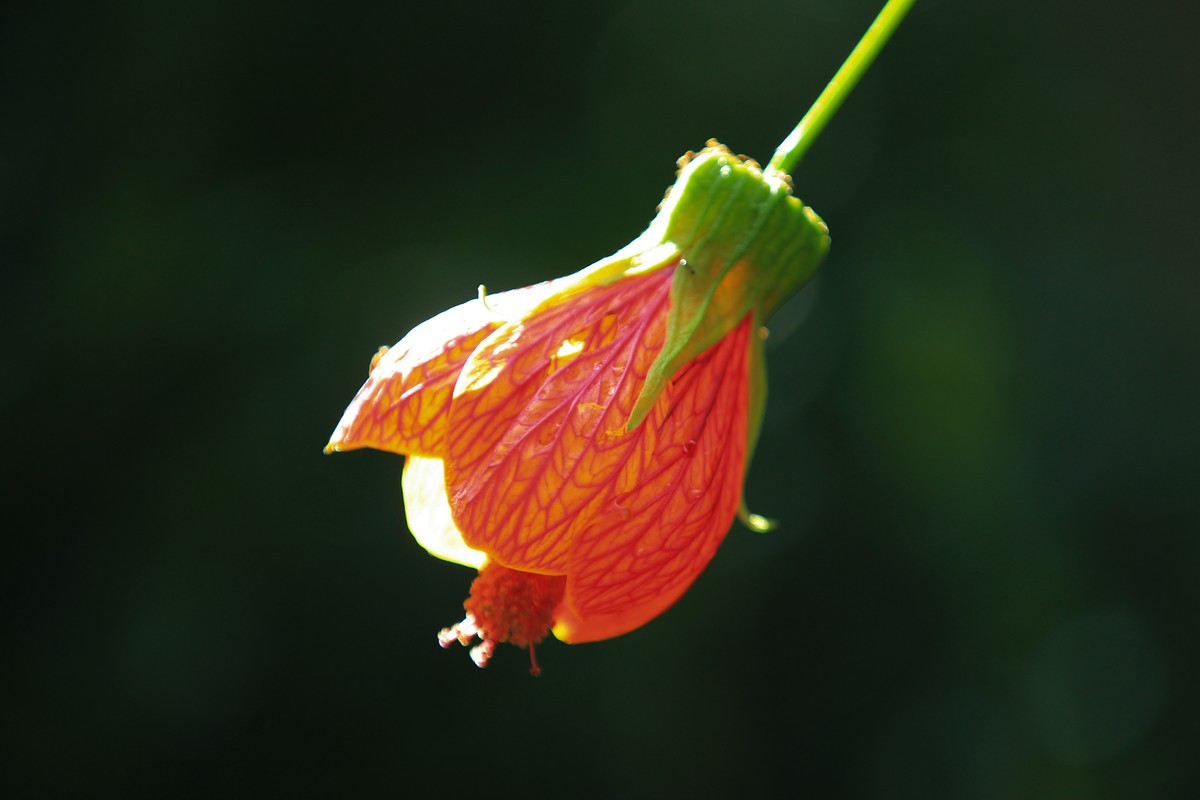 拍摄花卉一（391）