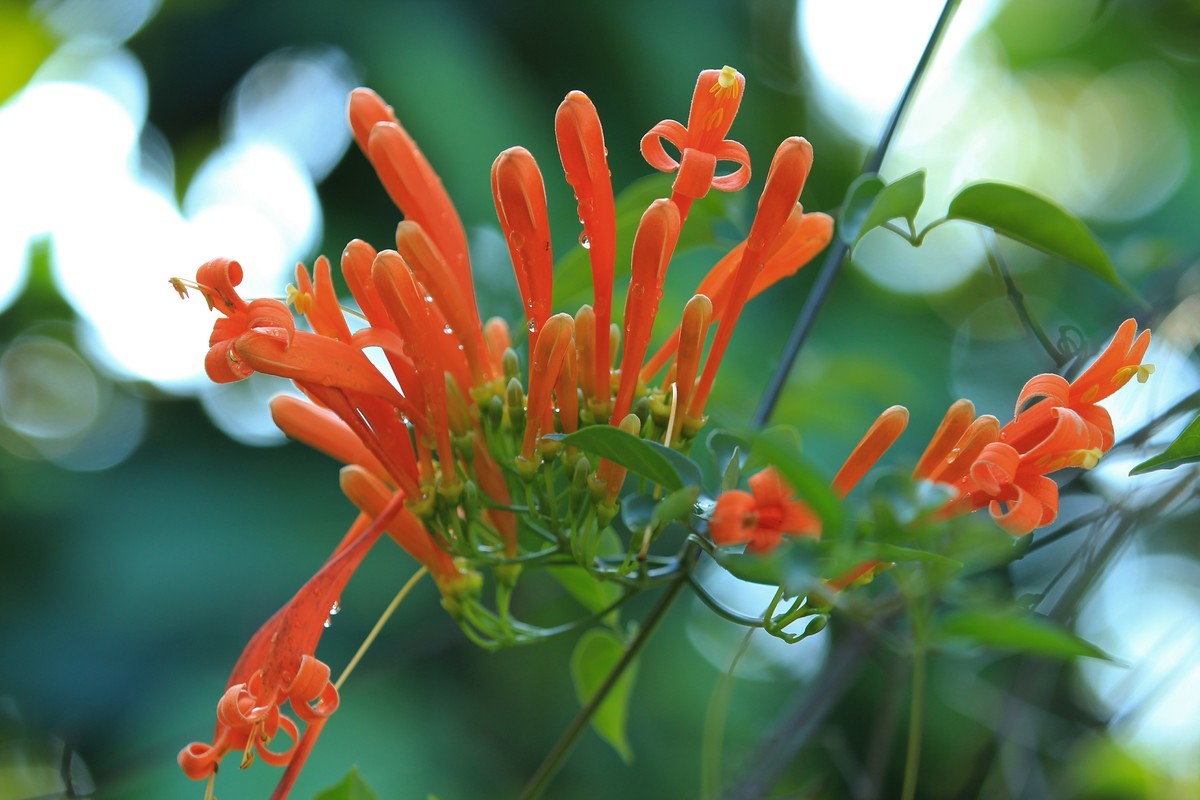 拍摄花卉一（391）