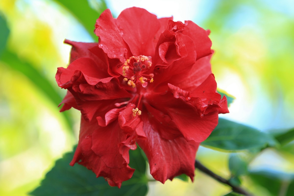 拍摄花卉一（391）