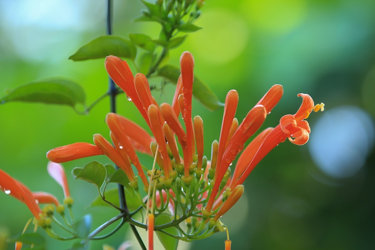 拍摄花卉一（391）