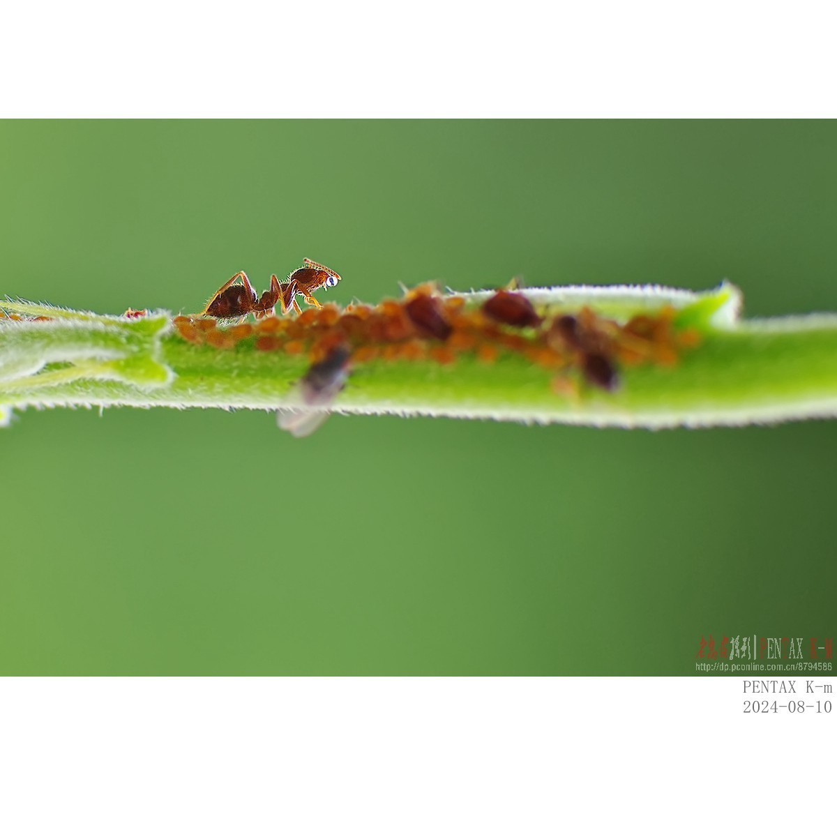 昆虫界的牧场主——蚂蚁