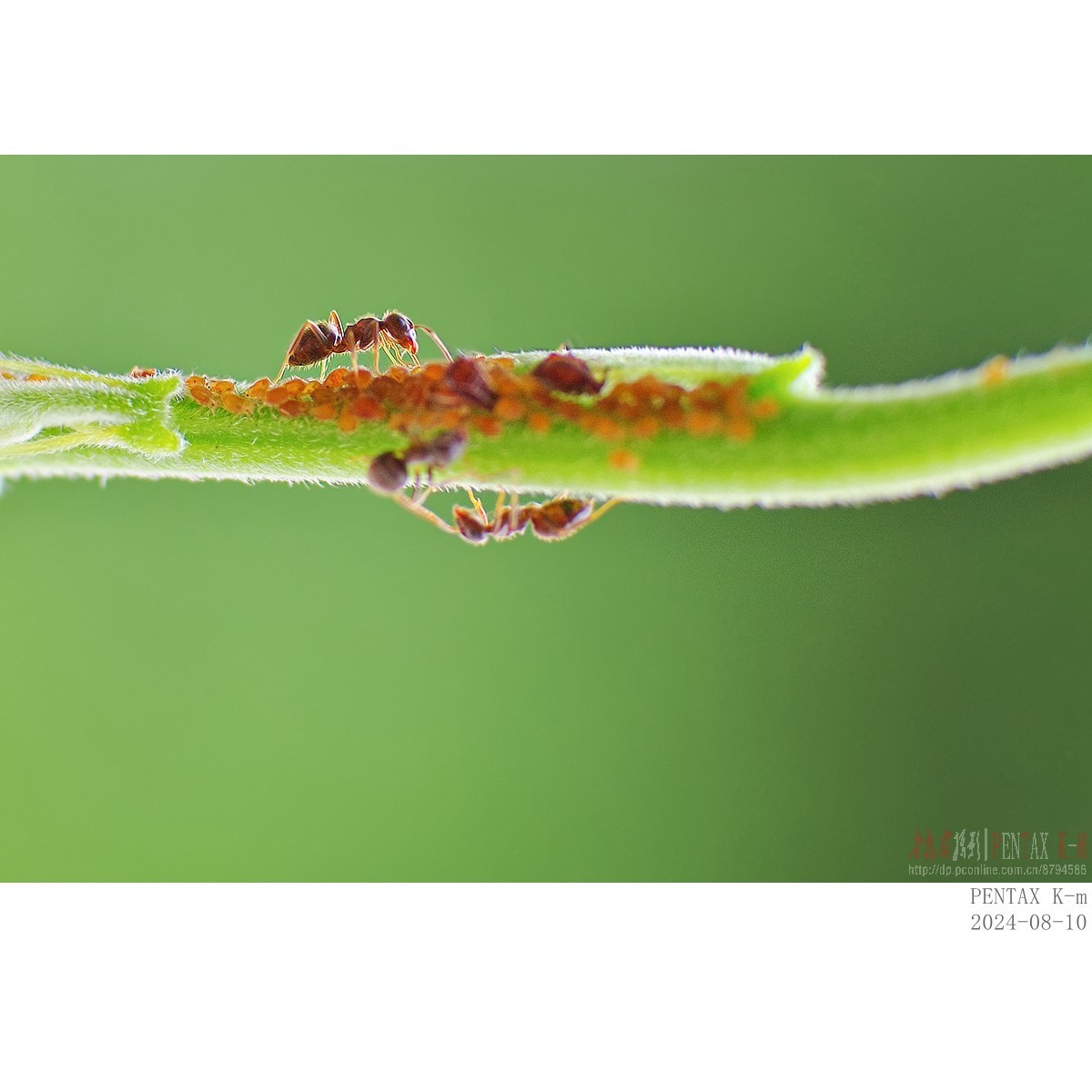 昆虫界的牧场主——蚂蚁