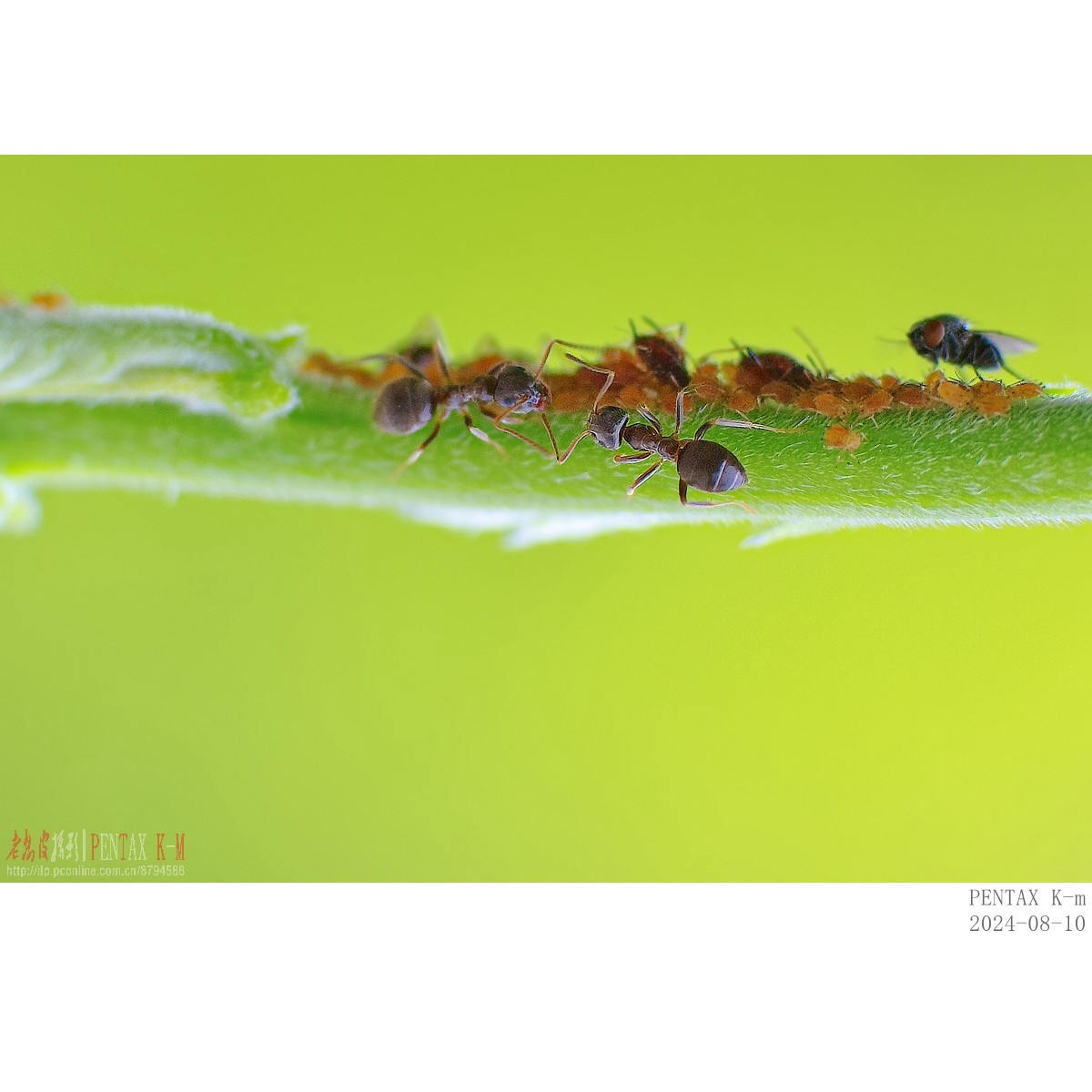 昆虫界的牧场主——蚂蚁