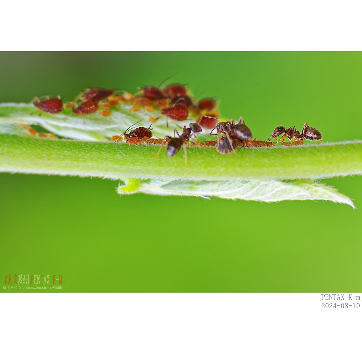 昆虫界的牧场主——蚂蚁