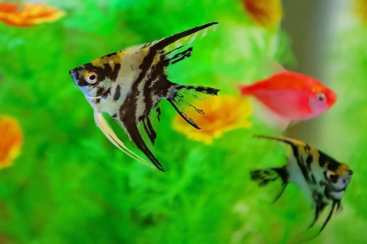 鱼缸里的天使和神仙精灵