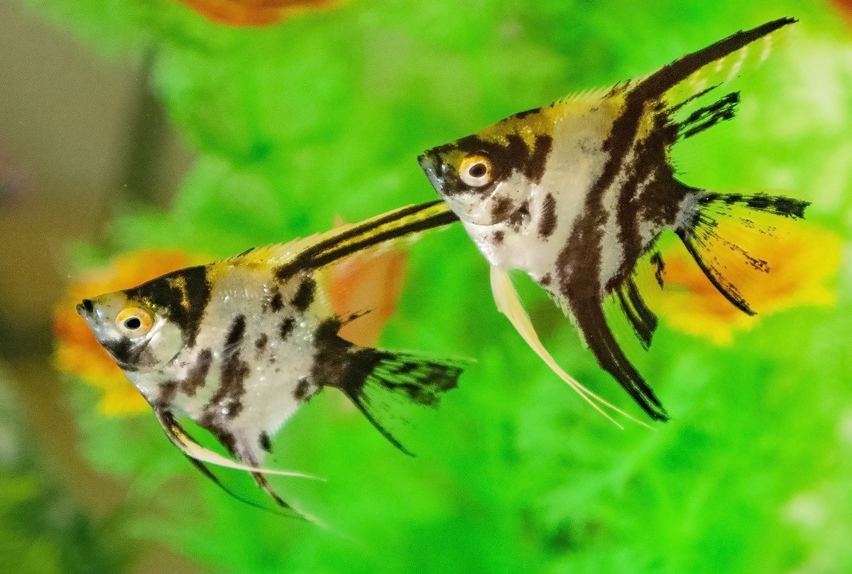 鱼缸里的天使和神仙精灵