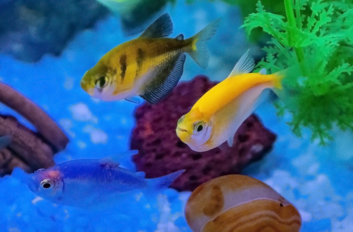 鱼缸里的天使和神仙精灵