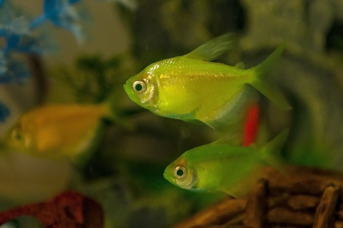 鱼缸里的天使和神仙精灵