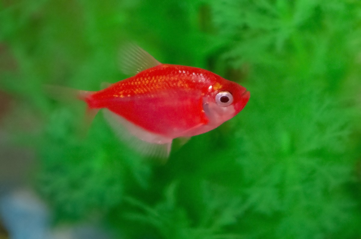 鱼缸里的天使和神仙精灵