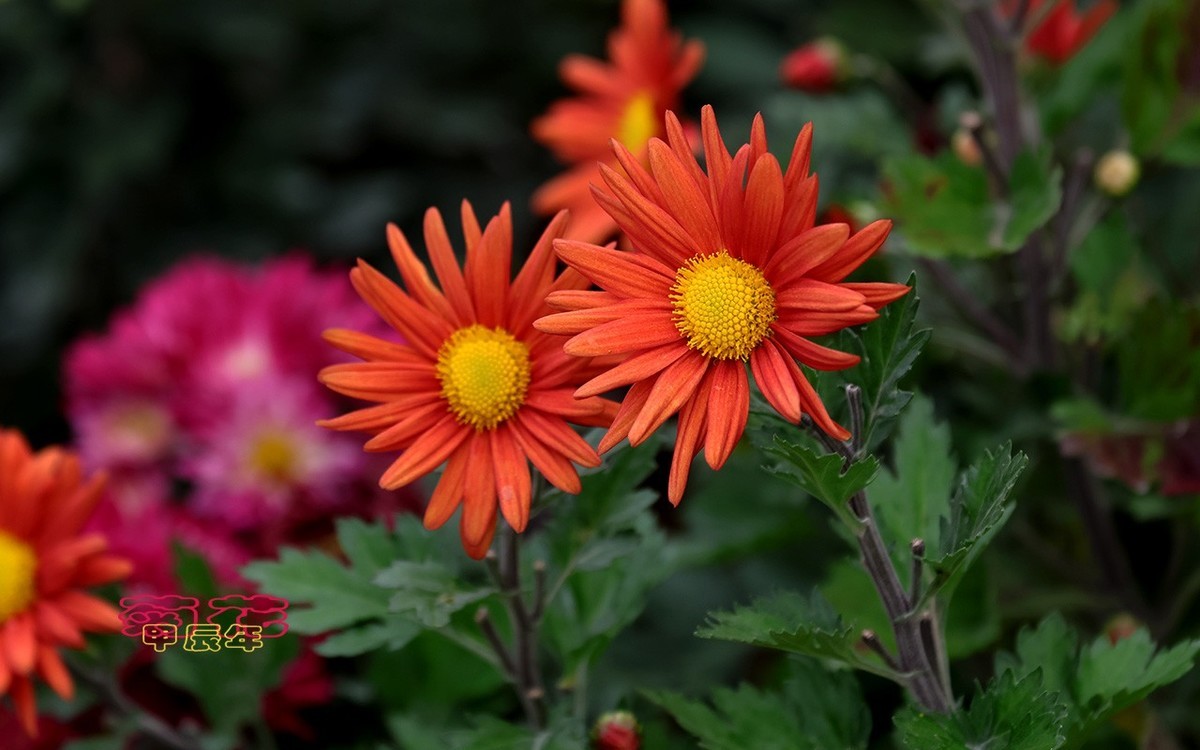 甲辰年菊花【2024-221】