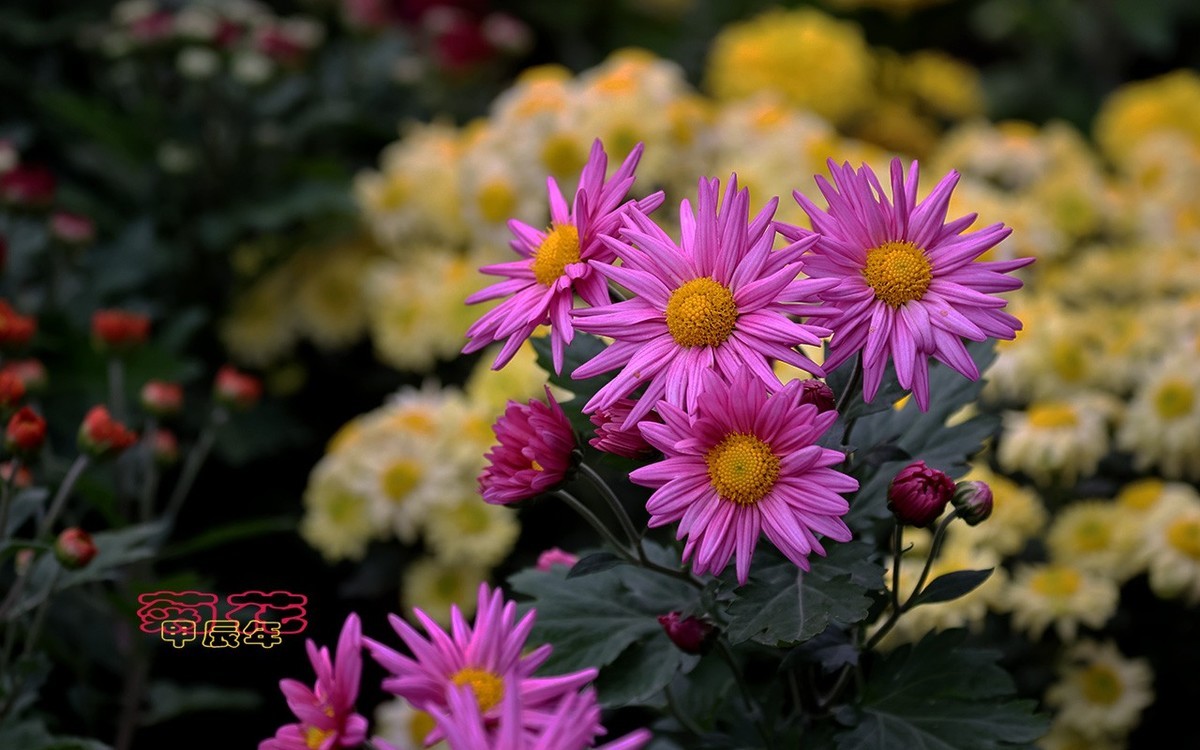 甲辰年菊花【2024-221】