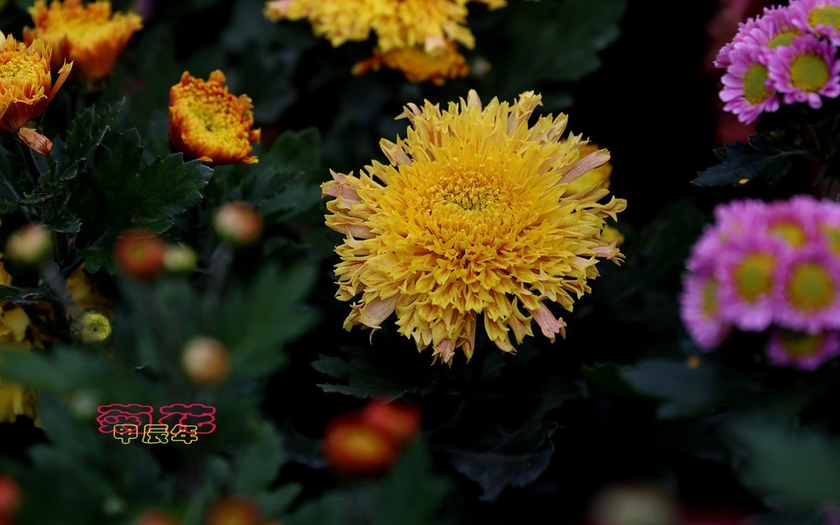 甲辰年菊花【2024-221】