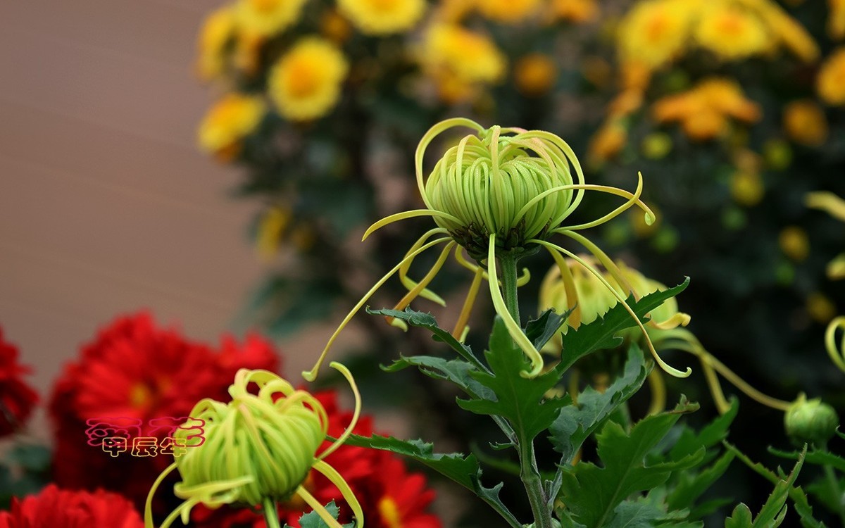 甲辰年菊花【2024-221】